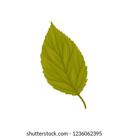 Green beech leaf vector Illustration on a white background