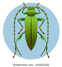 green beetle with antennae