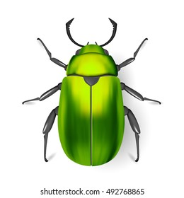 Green beetle. Insect. Entomology. Studying of insects. Class of arthropods