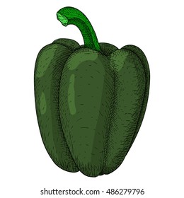 Green bell pepper. Hand drawn sketch. Vector illustration isolated on white background