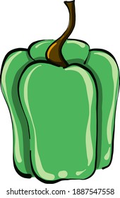Pimenta verde, ilustração, vetor sobre fundo branco