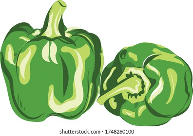 Green bell pepper vector handdrawn illustration