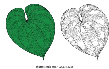 Green betel leaf vector on white background