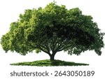 Green big tree vector, perennial tree, shade, sunlight, cut out, isolated file, backgrounds, nature, environment, foliage, transparent, forest, jungle, botanical, park, outdoor