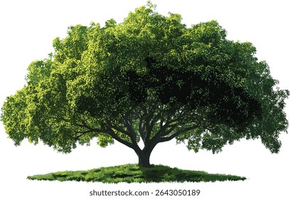 Green big tree vector, perennial tree, shade, sunlight, cut out, isolated file, backgrounds, nature, environment, foliage, transparent, forest, jungle, botanical, park, outdoor