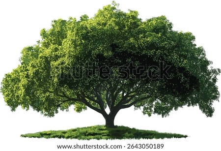 Green big tree vector, perennial tree, shade, sunlight, cut out, isolated file, backgrounds, nature, environment, foliage, transparent, forest, jungle, botanical, park, outdoor