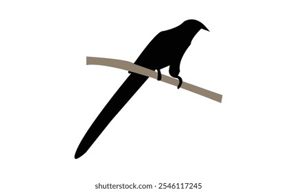 Green Billed Malkoha Silhouette Design  And Vector Illustration. 