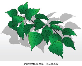 Green birch branch vector.