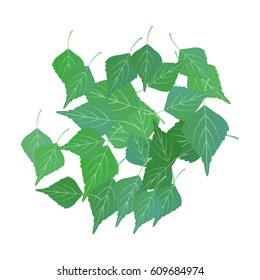 green birch leaves.