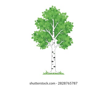 Green Birch Tree Vector Illustration Isolated on White Background