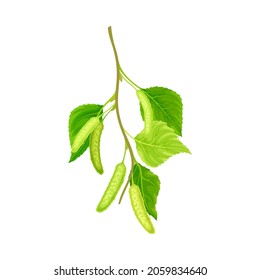 Green birch twig with leaves and aments. Spring season design element, Betula Pendula, Silver birch vector illustration