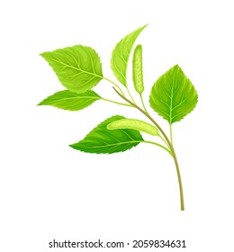 Green birch twig, spring season design element, Betula Pendula or Silver birch vector illustration