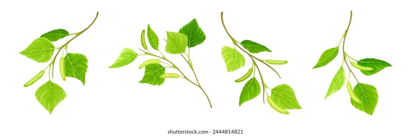 Green Birch Twigs with Catkins and Leaf on Stem Vector Set