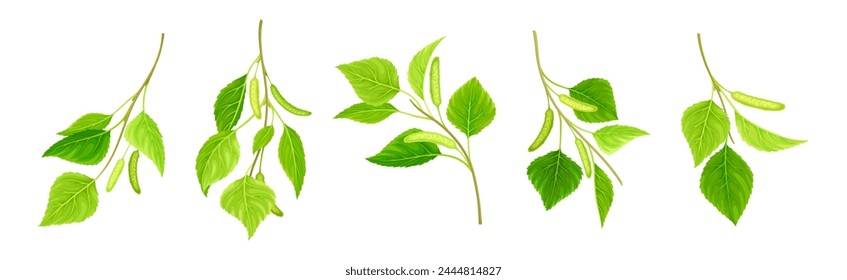 Green Birch Twigs with Catkins and Leaf on Stem Vector Set