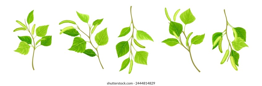 Green Birch Twigs with Catkins and Leaf on Stem Vector Set