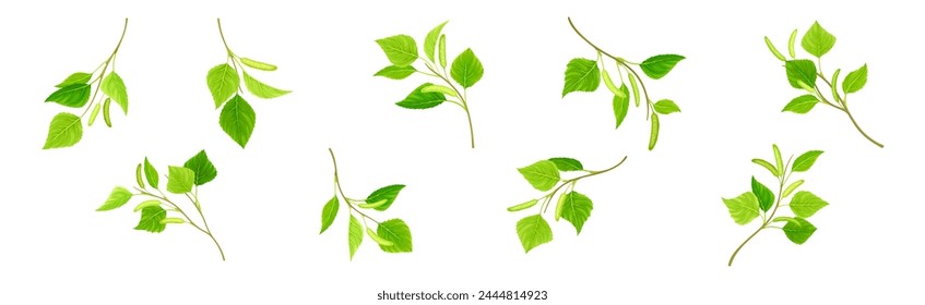 Green Birch Twigs with Catkins and Leaf on Stem Vector Set