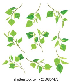 Green birch twigs with catkins set. Spring season decor element vector illustration