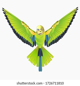 Green bird  flying budgerigar,green pet parakeet  or budgie or shell parakeet home pet natural  on a white background vintage vector illustration editable hand draw
