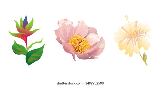 Green bird of paradise. Pink Peony. Yellow hibiscus. Vector illustration. Isolated illustration element. Floral botanical flower. Wild leaf wildflower isolated. Exotic tropical hawaiian jungle.