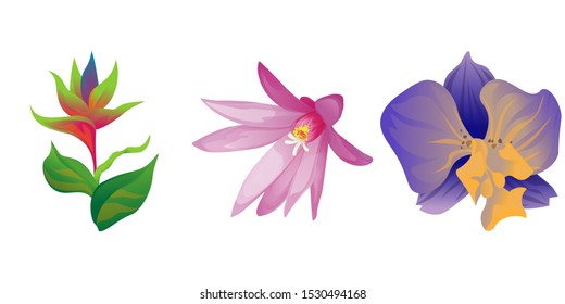 Green bird of paradise. Purple Hatiora. Purple Orchid. Vector illustration. Isolated illustration element. Floral botanical flower. Wild leaf wildflower isolated. Exotic tropical hawaiian jungle.