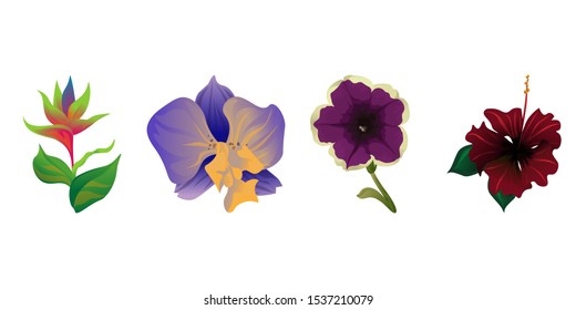 Green bird of paradise. Purple Orchid. Violet Petunia. Red Rose Mallow. Vector illustration. Isolated illustration element. Floral botanical flower. Wild leaf wildflower isolated. Exotic tropical.