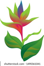 Green bird of paradise. Vector illustration. Isolated illustration element. Floral botanical flower. Wild leaf wildflower isolated. Exotic tropical hawaiian jungle.