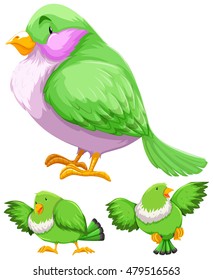 Green bird in three actions illustration