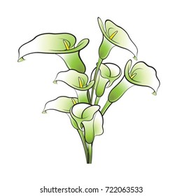 green & black calla lily flower-vector drawing