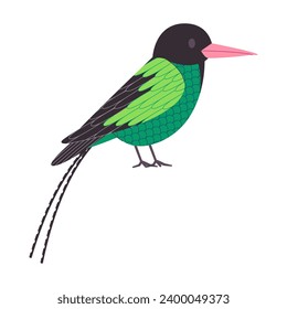 green and black color small bird red billed streamertail species with long tail pretty cute nature animal wildlife creature