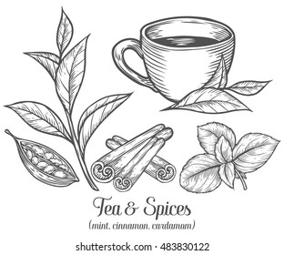 Green black herbal tea plant, leaf with spices cardamom, cinnamon, mint. Hand drawn sketch vector illustration. Floral branch organic lineart. African, indian, chinese tea, hot drink. 