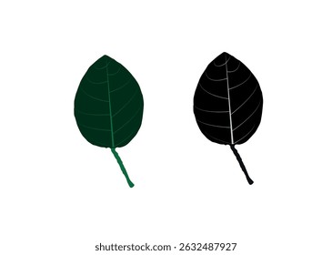 Folha verde e preta isolada sobre fundo branco 
