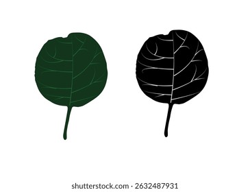 Green and black leaf isolated on white background 