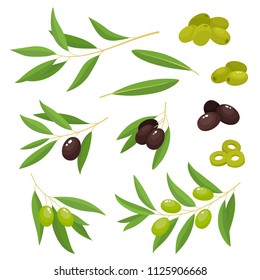Green and black olive branches isolated on white background. Vector set of cartoon vegetable used for magazine, poster of olives oil and health care products, card, menu cover and web pages,