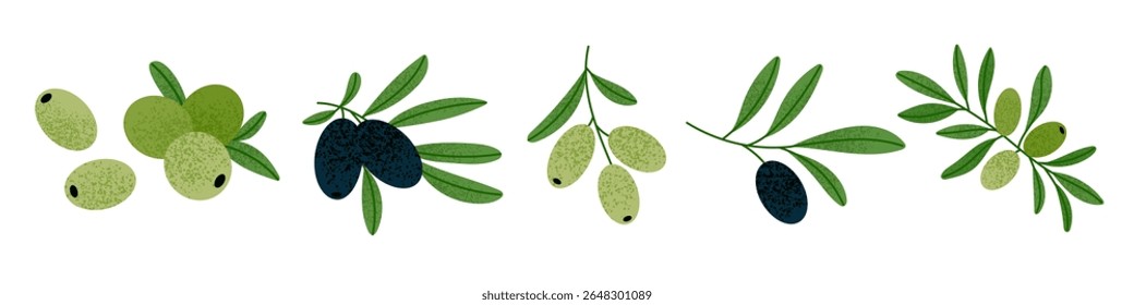 Conjunto de ilustração vetorial de ramos de azeitona verde e preto. Várias oliva com textura sutil e folhas. Comida natural mediterrânica. Ingredientes culinários saudáveis Elementos orgânicos para a concepção de frutos