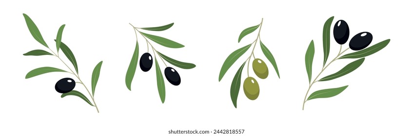 Green and Black Olive Twigs with Leaves Vector Set
