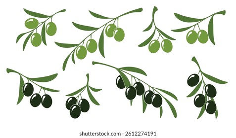 Green and black olives branch. Olive icon set isolated vector illustration