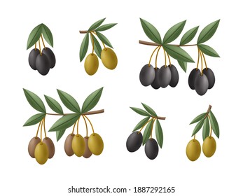 Ramas de aceitunas verdes y negras