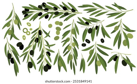 Aceitunas verdes y negras. Dibujos animados de frutas mediterráneas orgánicas, agricultura orgánica vegetal, comida vegana, producto natural saludable. Conjunto aislado de Vector.