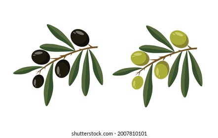 Green and black olives and leaves isolated on white background. Olive oil branches in flat style. Vector stock
