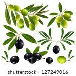 Green and black olives with leaves. vector illustration.