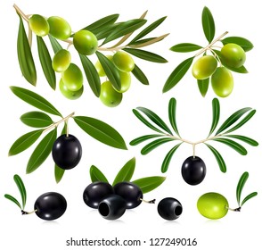 Green and black olives with leaves. vector illustration.