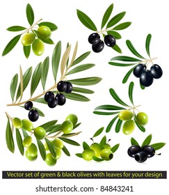 Green and black olives with leaves. vector illustration.