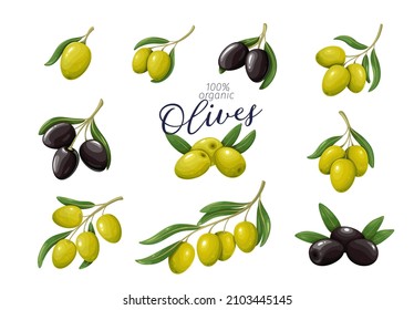 Aceitunas verdes y negras. Ramas y racimos de aceitunas con hojas para el diseño de botellas de aceite y comida mediterránea, ilustración vectorial.