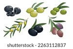 Green and black olives set. Olive twigs with leaves. Best for olive oil products, farm market products etc. Vector illustrations.