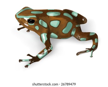 Green and Black Poison-Dart Frog (Dendrobates auratus) - vector illustration