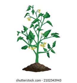 Green blooming tomato plant flat vector illustration