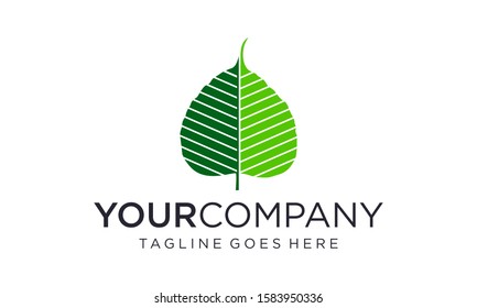 Green bodhi leaf  for yoga logo designs concept	