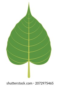 green bodhi leaves on a white background