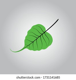Green Bodhi leaves that can occur everywhere.