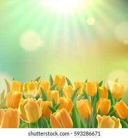green bokeh with sun rays and yellow tulip field background.Template for spring greeting card, banner and poster in vector illustration